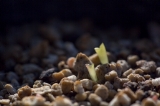「植物の仲間」のサムネイル画像