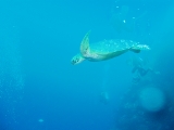 「アオウミガメ(Green turtle)」のサムネイル画像