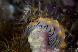 「シロスジヒオドシウミウシ」のサムネイル画像