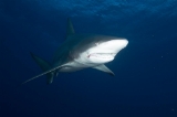 「カマストガリザメ(Blacktip shark)」のサムネイル画像