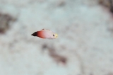 「ハタタテハゼ(Red fire Goby)」のサムネイル画像