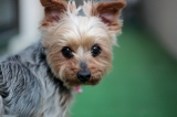 「ヨークシャー・テリア(Yorkshire Terrier)」のサムネイル画像