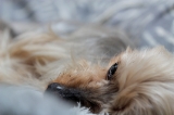 「ヨークシャー・テリア(Yorkshire Terrier)」のサムネイル画像