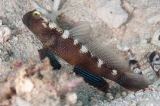 「black shrimpgoby(ブラックシュリンプゴビー)」のサムネイル画像