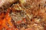 「フジタウミウシ」のサムネイル画像