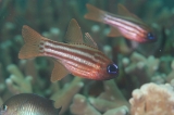 「ヒラテンジクダイ(Split-banded cardinalfish,Blue-eyed cardinalfish)」のサムネイル画像