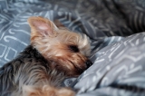 「ヨークシャー・テリア(Yorkshire Terrier)」のサムネイル画像