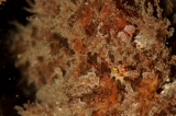 「イザリウオ(カエルアンコウ)」のサムネイル画像