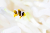 「クマノミ(Anemonefish)」のサムネイル画像