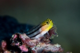 「Bath's coralblenny」のサムネイル画像