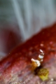 「イソギンチャクモエビ」のサムネイル画像