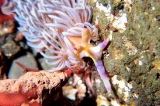 「ムカデミノウミウシ」のサムネイル画像