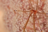 「オルトマンワラエビ(Ortmann's spider-crab)」のサムネイル画像