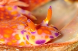 「ニシキウミウシ」のサムネイル画像