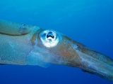 「アオリイカ(Bigfin Reef Squid)」のサムネイル画像