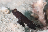 「black shrimpgoby(ブラックシュリンプゴビー)」のサムネイル画像