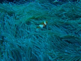 「カクレクマノミ(Western Clown Anemonefish)」のサムネイル画像