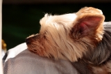 「ヨークシャー・テリア(Yorkshire Terrier)」のサムネイル画像