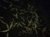 「力尽きた鮭の群れ(網走湖にて)」のサムネイル画像