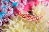 「クダゴンベ(longnose hawkfish)」のサムネイル画像