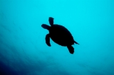 「アオウミガメ(Green turtle)」のサムネイル画像