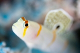 「ニチリンダテハゼ(Randall's prawn-goby)」のサムネイル画像