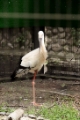「コウノトリ(ニホンコウノトリ)」のサムネイル画像