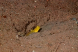 「ギンガハゼ(Banded shrimp goby)」のサムネイル画像