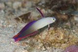 「アケボノハゼ(Purple fire Goby)」のサムネイル画像