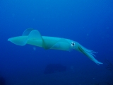 「アオリイカ(Bigfin Reef Squid)」のサムネイル画像