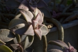 「植物の仲間」のサムネイル画像