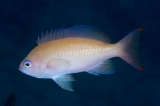 「ケラマハナダイ(Stocky Anthias)」のサムネイル画像