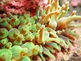 「クマノミ(Anemonefish)」のサムネイル画像