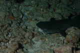 「ネムリブカ(Whitetip reef shark)」のサムネイル画像