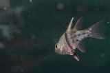 「ホソスジマンジュウイシモチ(polka-dot cardinalfish)」のサムネイル画像