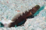 「black shrimpgoby(ブラックシュリンプゴビー)」のサムネイル画像