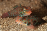 「ピクチャ－ドラゴネット(picture dragonet)」のサムネイル画像