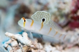 「ニチリンダテハゼ(Randall's prawn-goby)」のサムネイル画像