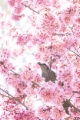 「オカメザクラ」のサムネイル画像