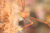 「オルトマンワラエビ(Ortmann's spider-crab)」のサムネイル画像