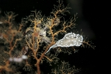 「ガーベラミノウミウシ」のサムネイル画像