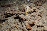 「オオイカリナマコ(Synaptid sea cucumbers)」のサムネイル画像