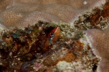 「ミナミギンポ(Tube-worm Blenny)」のサムネイル画像