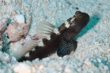 「black shrimpgoby(ブラックシュリンプゴビー)」のサムネイル画像