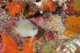 「ニセネッタイスズメダイ(Yellow Damsel)」のサムネイル画像
