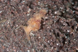 「セトミノウミウシ」のサムネイル画像
