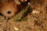 「ピクチャ－ドラゴネット(picture dragonet)」のサムネイル画像