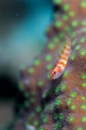 「Candycane dwarfgoby(キャンディーケイン・ドワーフゴビー)」のサムネイル画像