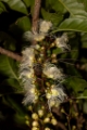 「サガリバナ(下り花)」のサムネイル画像