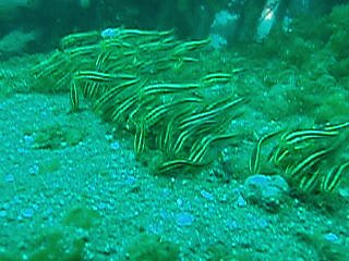 「ゴンズイ」のサムネイル画像